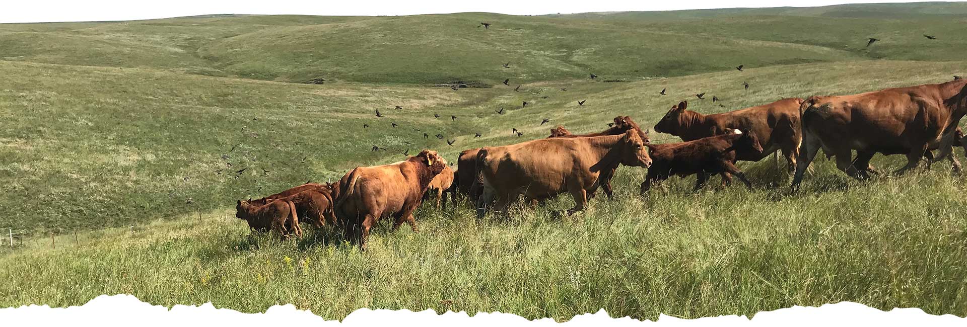 Ranchland Technologies